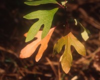 sassafras leaves.jpg